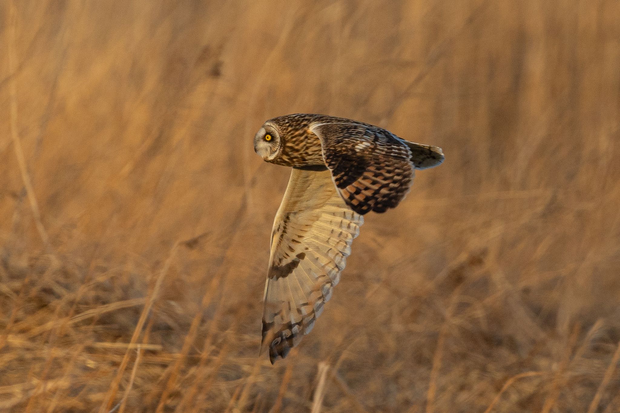 Photo of Short-eared Owl at 埼玉県内 by takumi