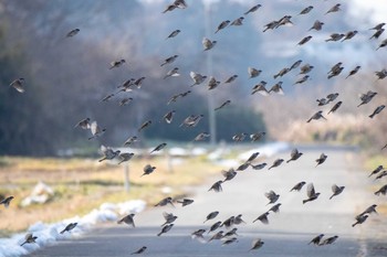 Eurasian Tree Sparrow Izunuma Sun, 12/16/2018