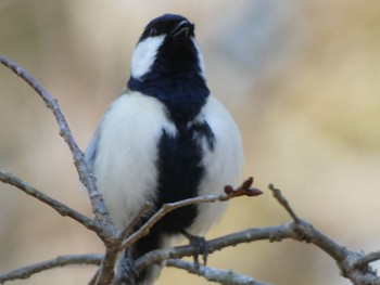 Japanese Tit Nara Park Tue, 4/4/2023