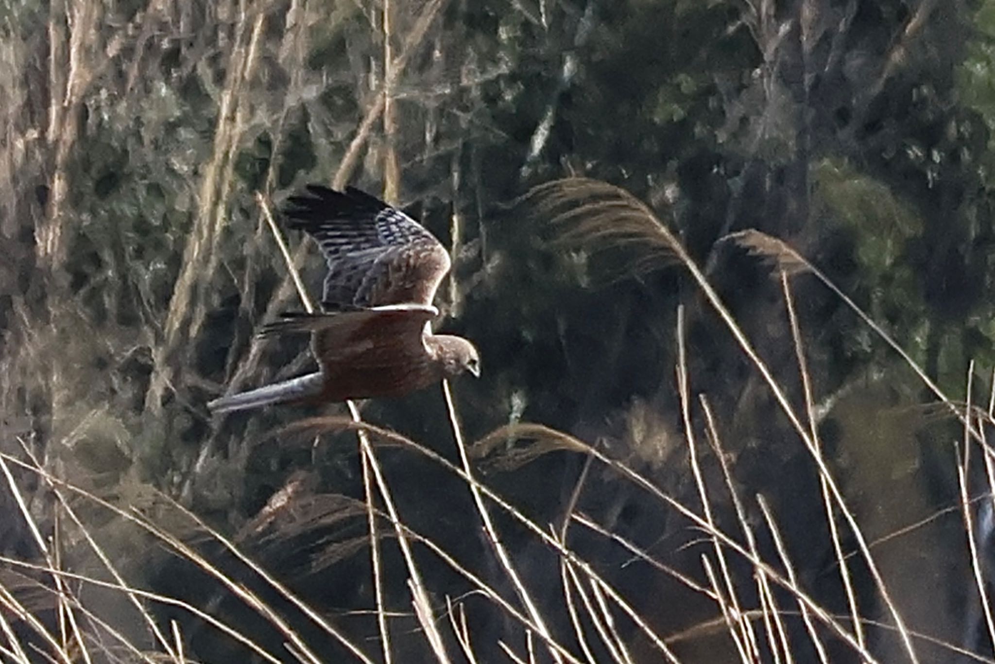 日本野鳥の会が保護を開始する鳥種 by カバ山PE太郎