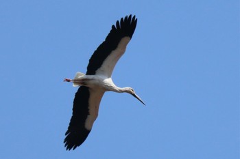 Oriental Stork Watarase Yusuichi (Wetland) Sat, 3/16/2024