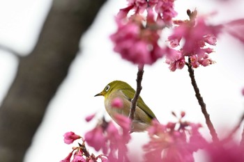 メジロ 奈良の小川 2024年3月17日(日)