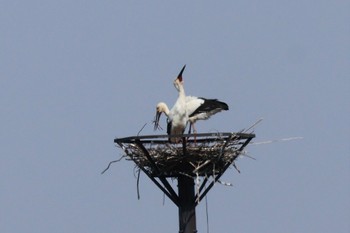 Oriental Stork Watarase Yusuichi (Wetland) Sat, 3/16/2024