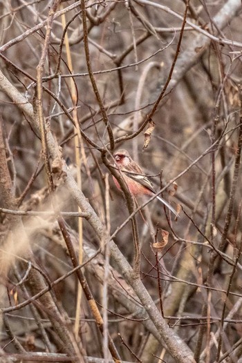 Siberian Long-tailed Rosefinch Izunuma Sun, 12/16/2018