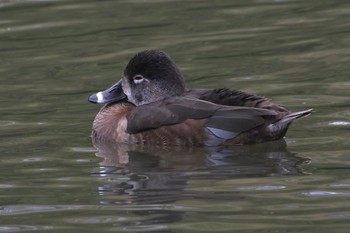 クビワキンクロ こども自然公園 (大池公園/横浜市) 2024年3月24日(日)