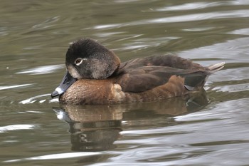 クビワキンクロ こども自然公園 (大池公園/横浜市) 2024年3月24日(日)