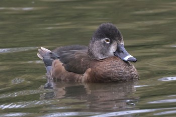 クビワキンクロ こども自然公園 (大池公園/横浜市) 2024年3月24日(日)