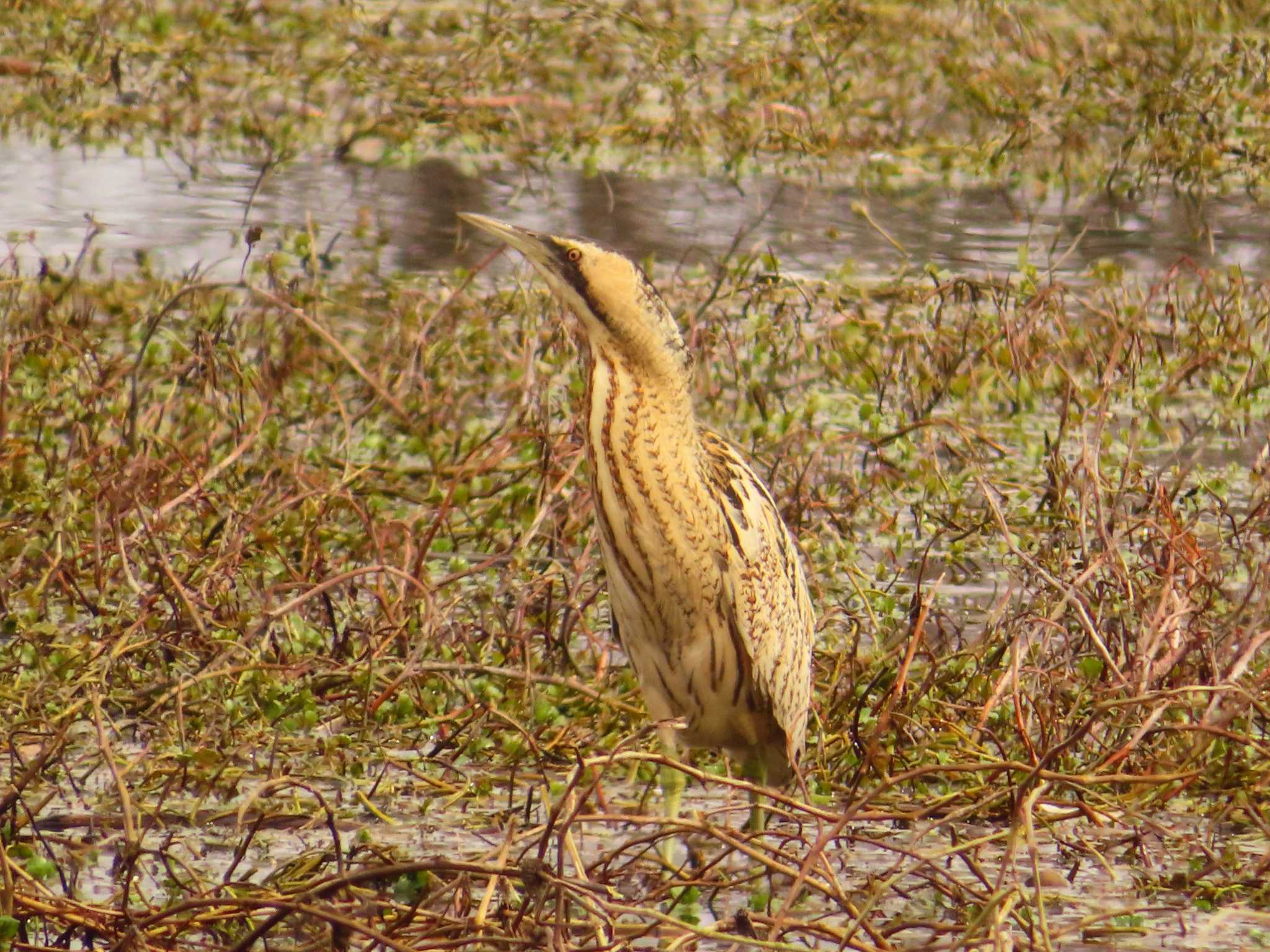 Eurasian Bittern