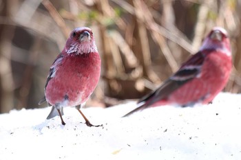 Pallas's Rosefinch Saitama Prefecture Forest Park Sat, 3/16/2024