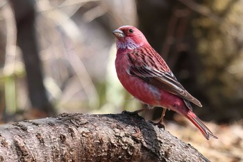 Pallas's Rosefinch Saitama Prefecture Forest Park Sat, 3/16/2024