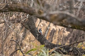 Great Spotted Woodpecker Izunuma Sun, 12/16/2018