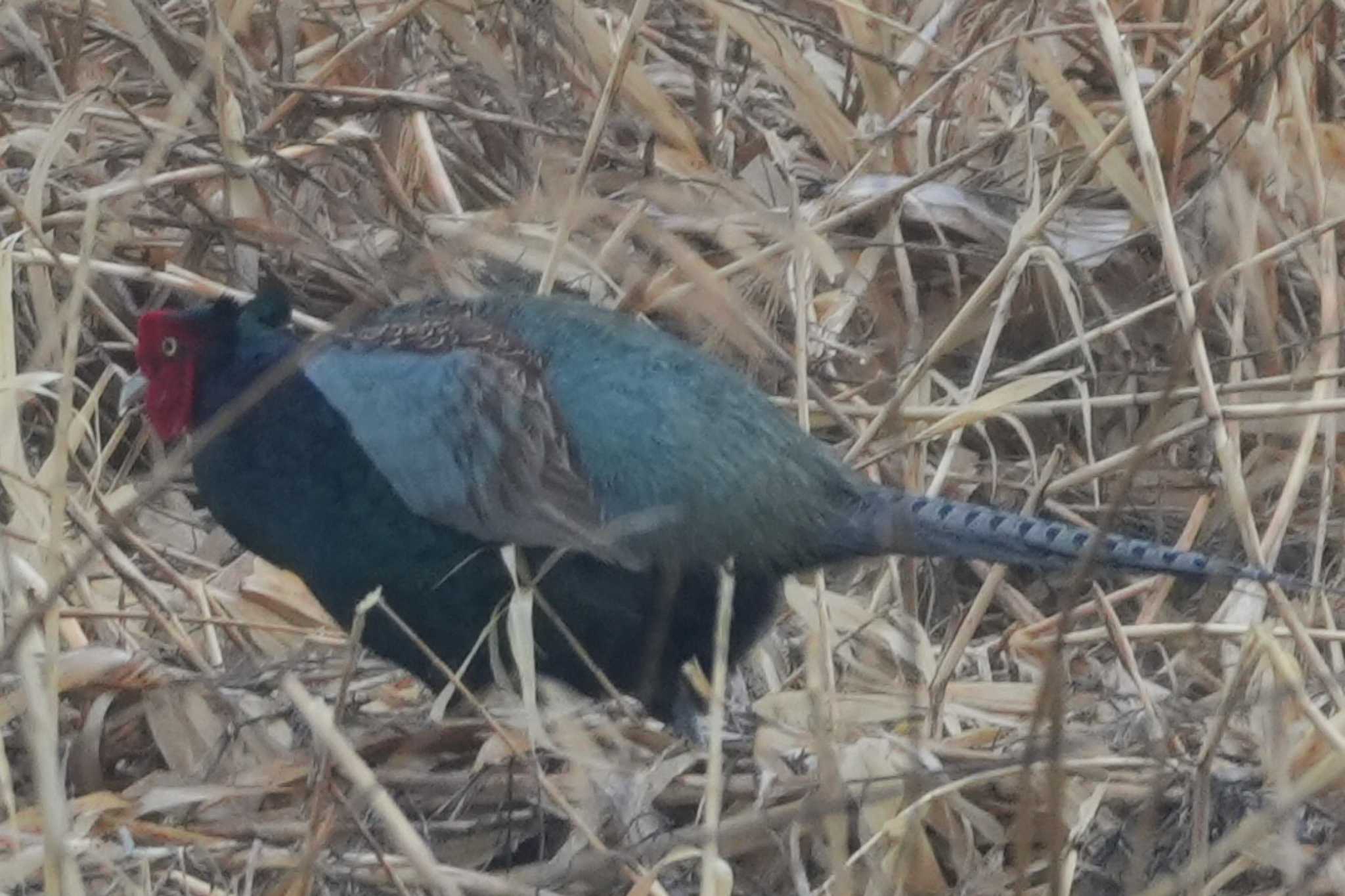 Photo of Green Pheasant at 多摩川 by ツートン