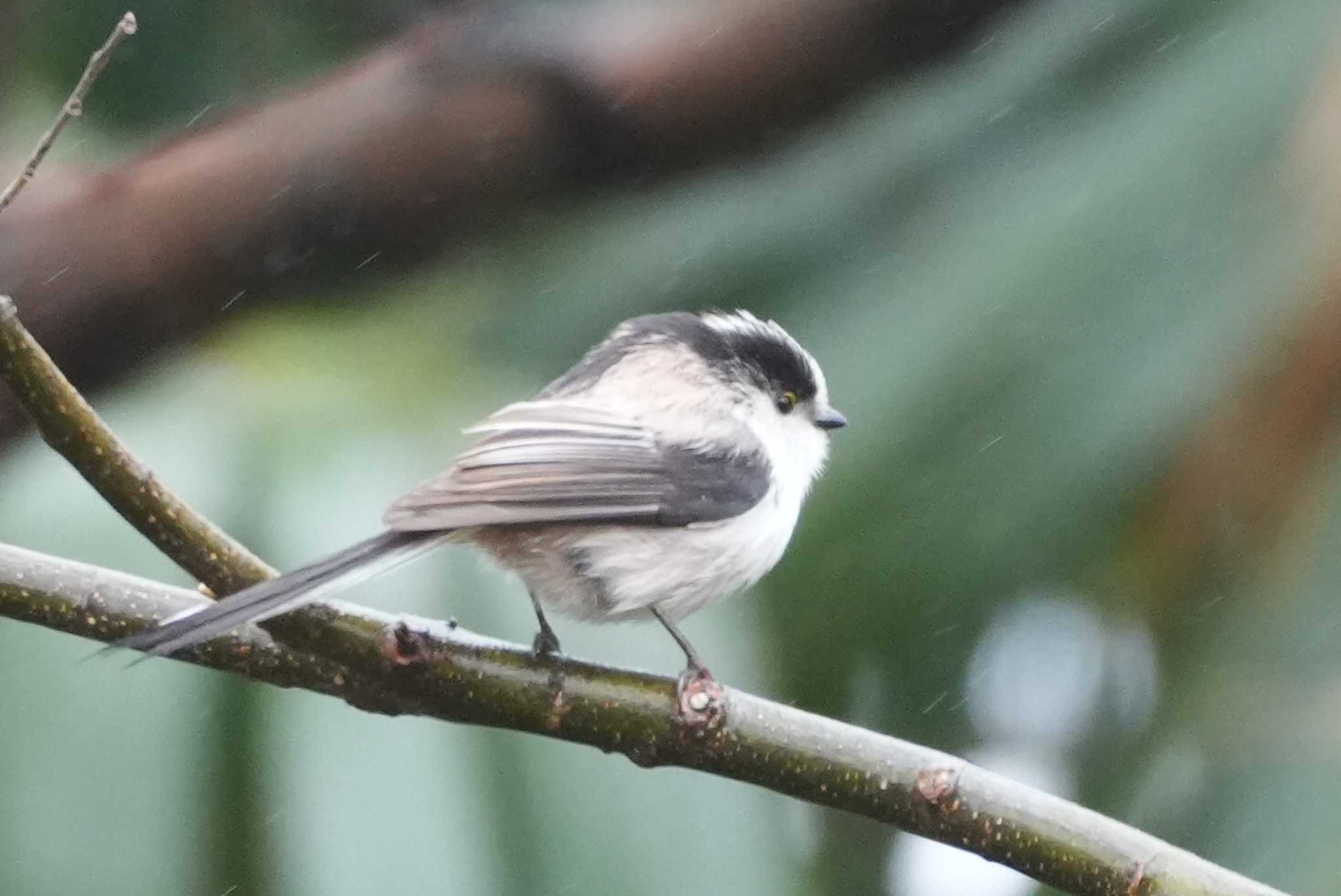 Long-tailed Tit