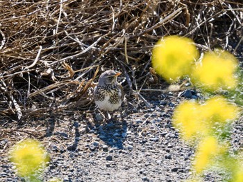 Fieldfare 利根川 Sat, 3/2/2024