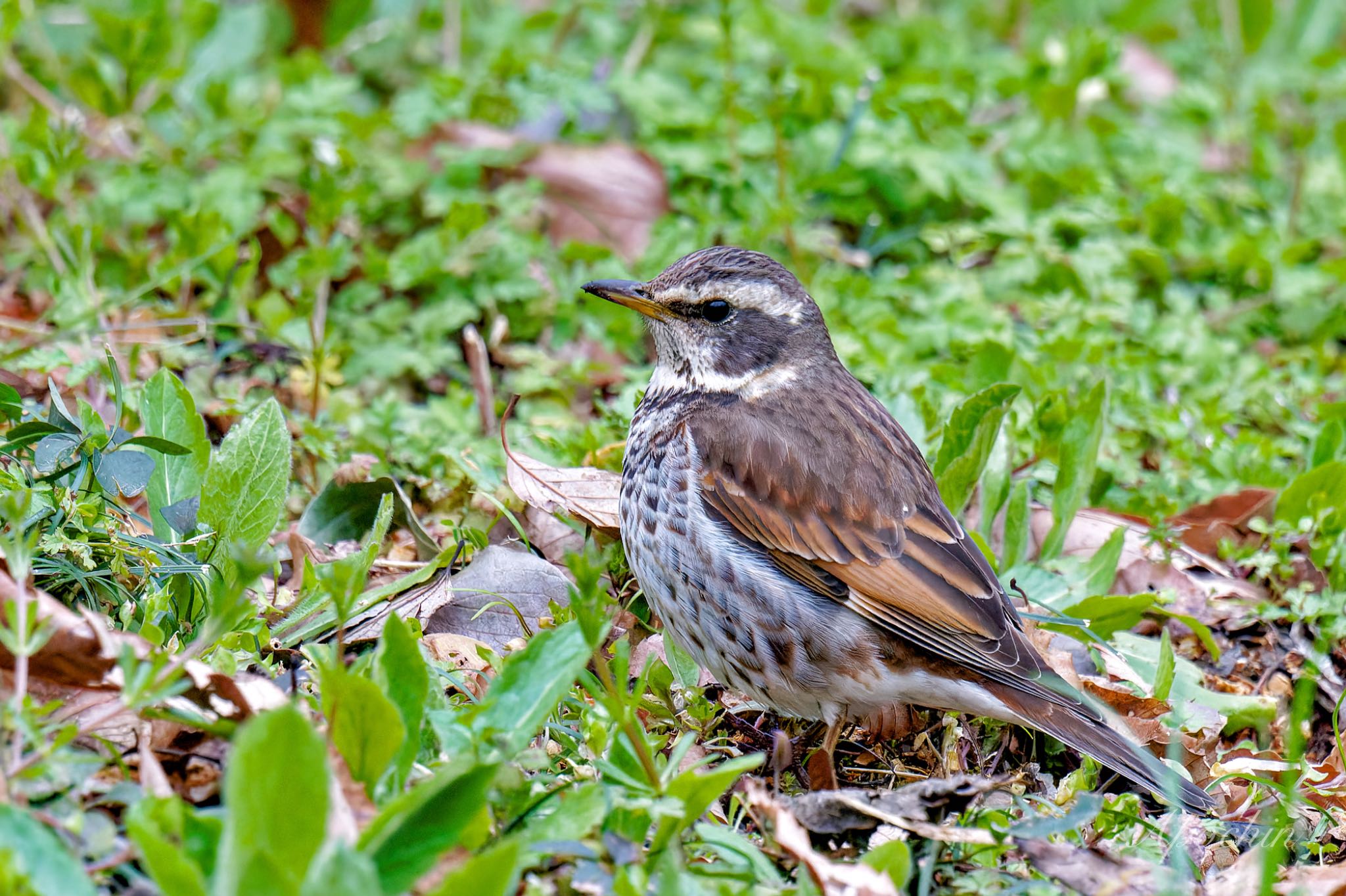 Dusky Thrush