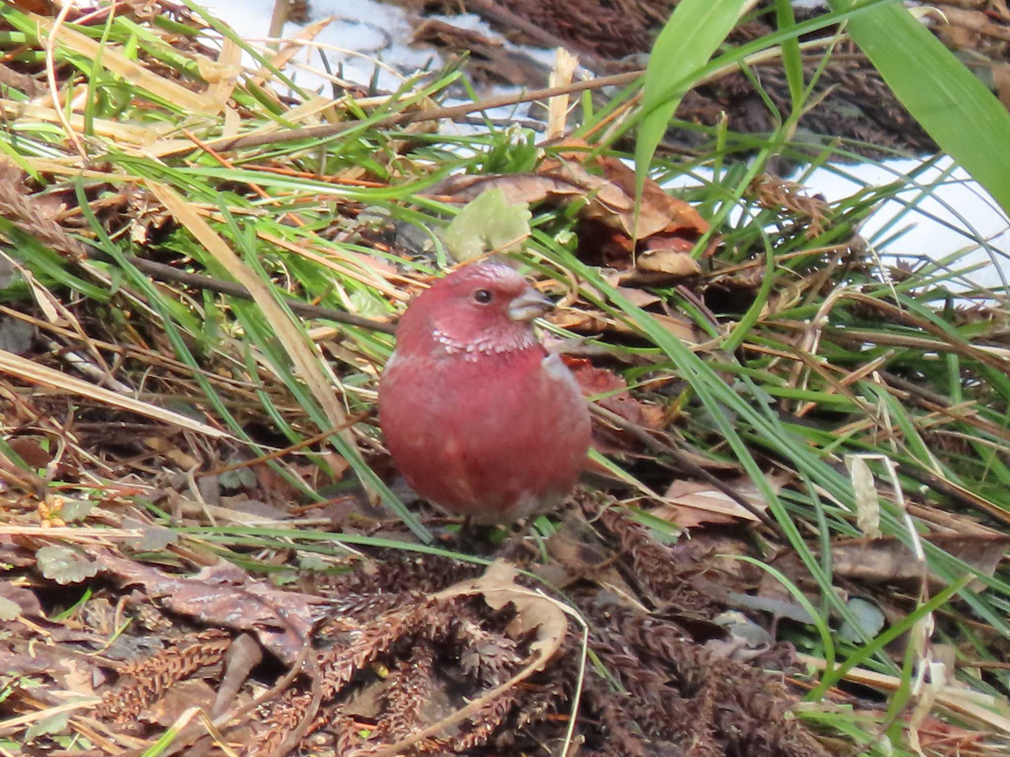 Pallas's Rosefinch