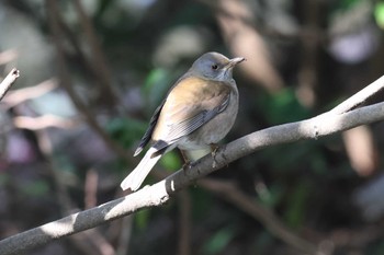 Pale Thrush Akashi Park Sun, 2/11/2024