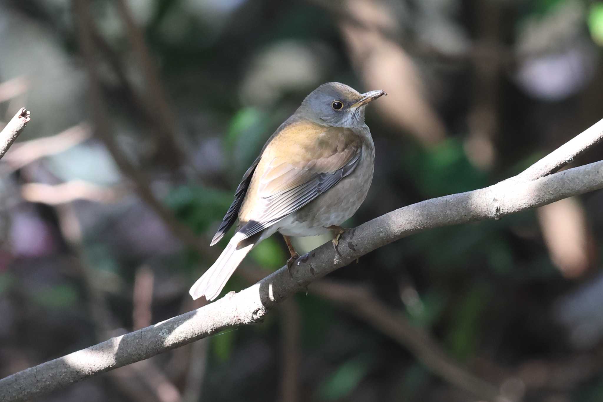 明石公園のシロハラ