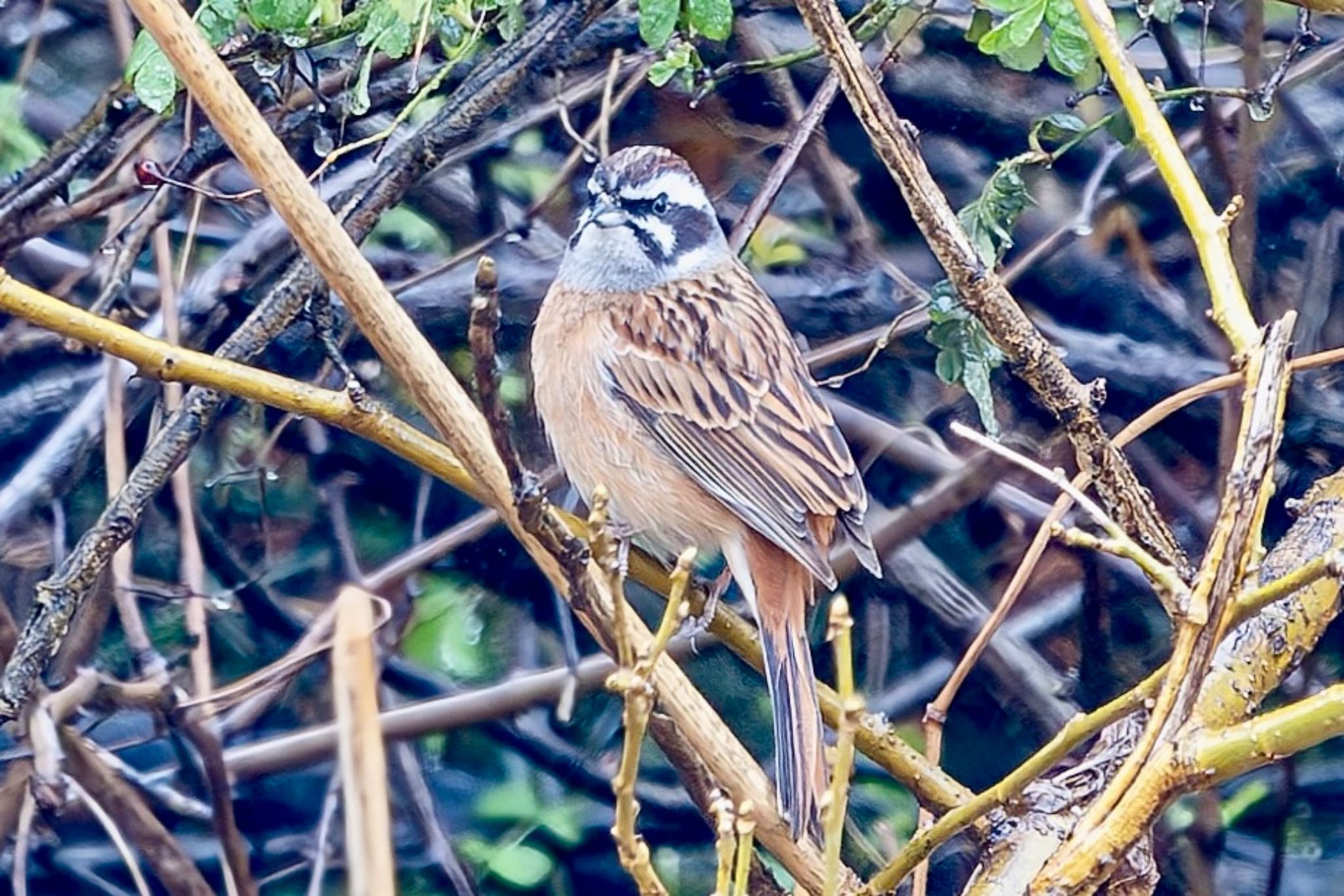 秋ヶ瀬公園 ホオジロの写真