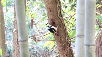 アカゲラ 秋ヶ瀬公園 2024年3月17日(日)