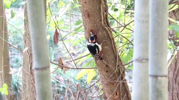 アカゲラ 秋ヶ瀬公園 2024年3月17日(日)