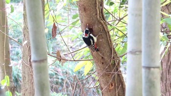 アカゲラ 秋ヶ瀬公園 2024年3月17日(日)