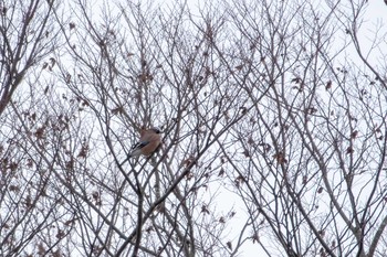 Eurasian Jay Izunuma Sun, 12/16/2018