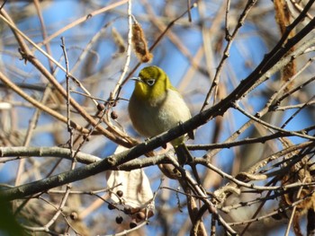 Warbling White-eye 牛久自然観察の森 Sat, 1/6/2024