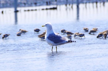 Common Gull Sambanze Tideland Fri, 4/8/2022