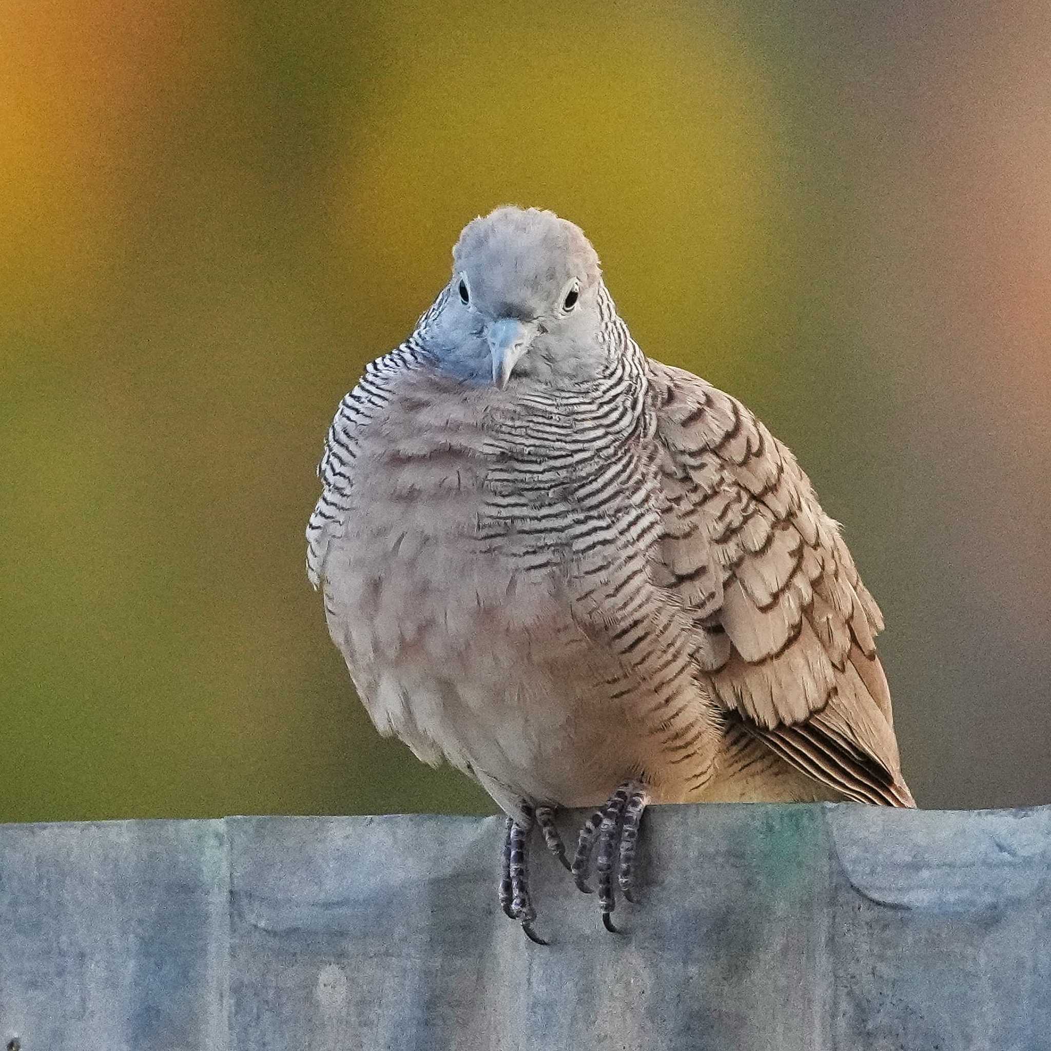 Photo of Zebra Dove at Doi Inthanon National Park by span265