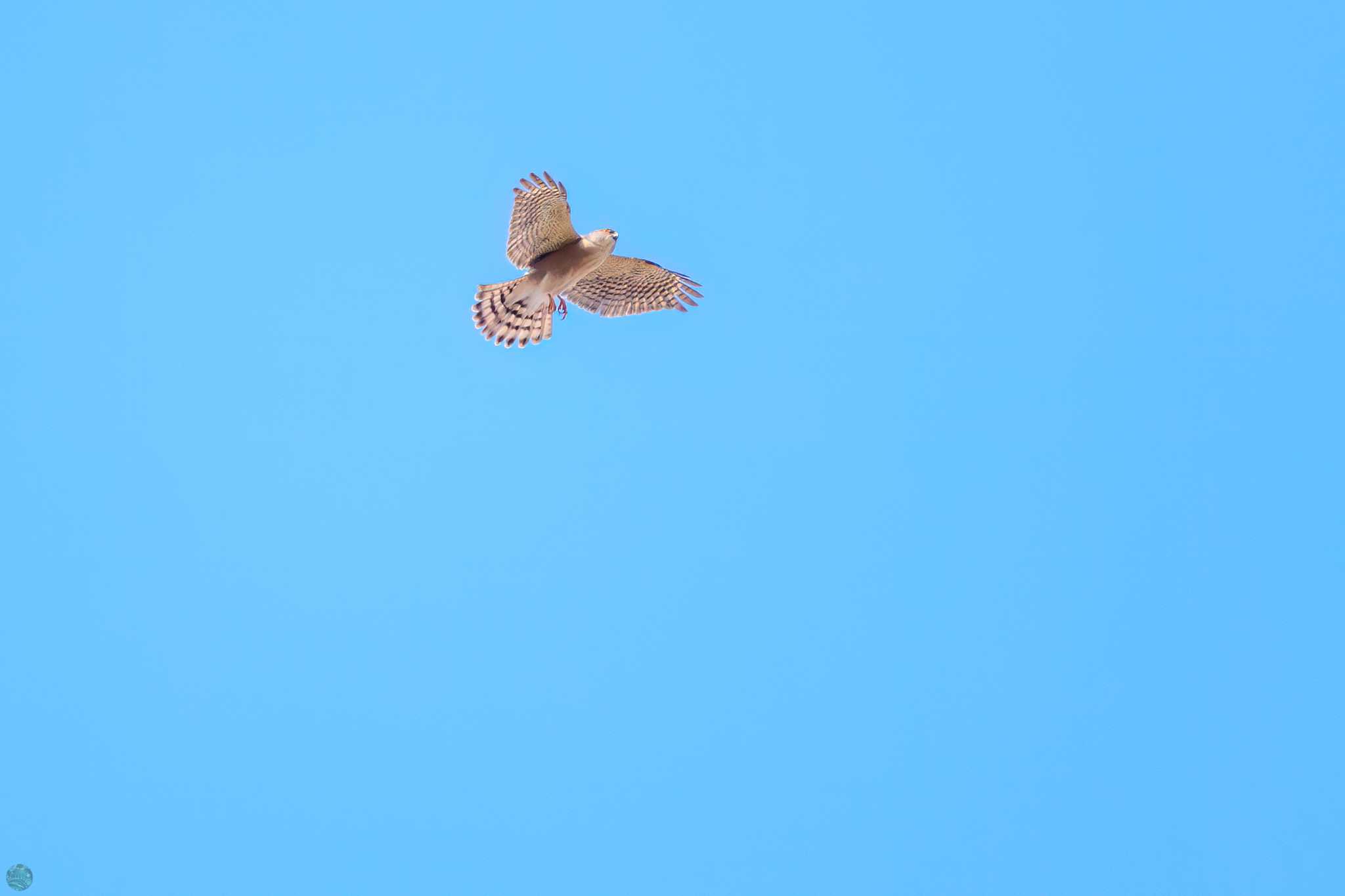 Japanese Sparrowhawk