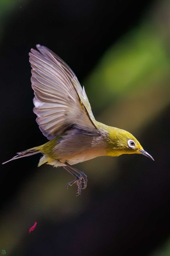 Warbling White-eye Koishikawa Botanic Garden Sat, 3/16/2024