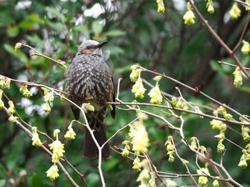 Brown-eared Bulbul Unknown Spots Tue, 3/19/2024