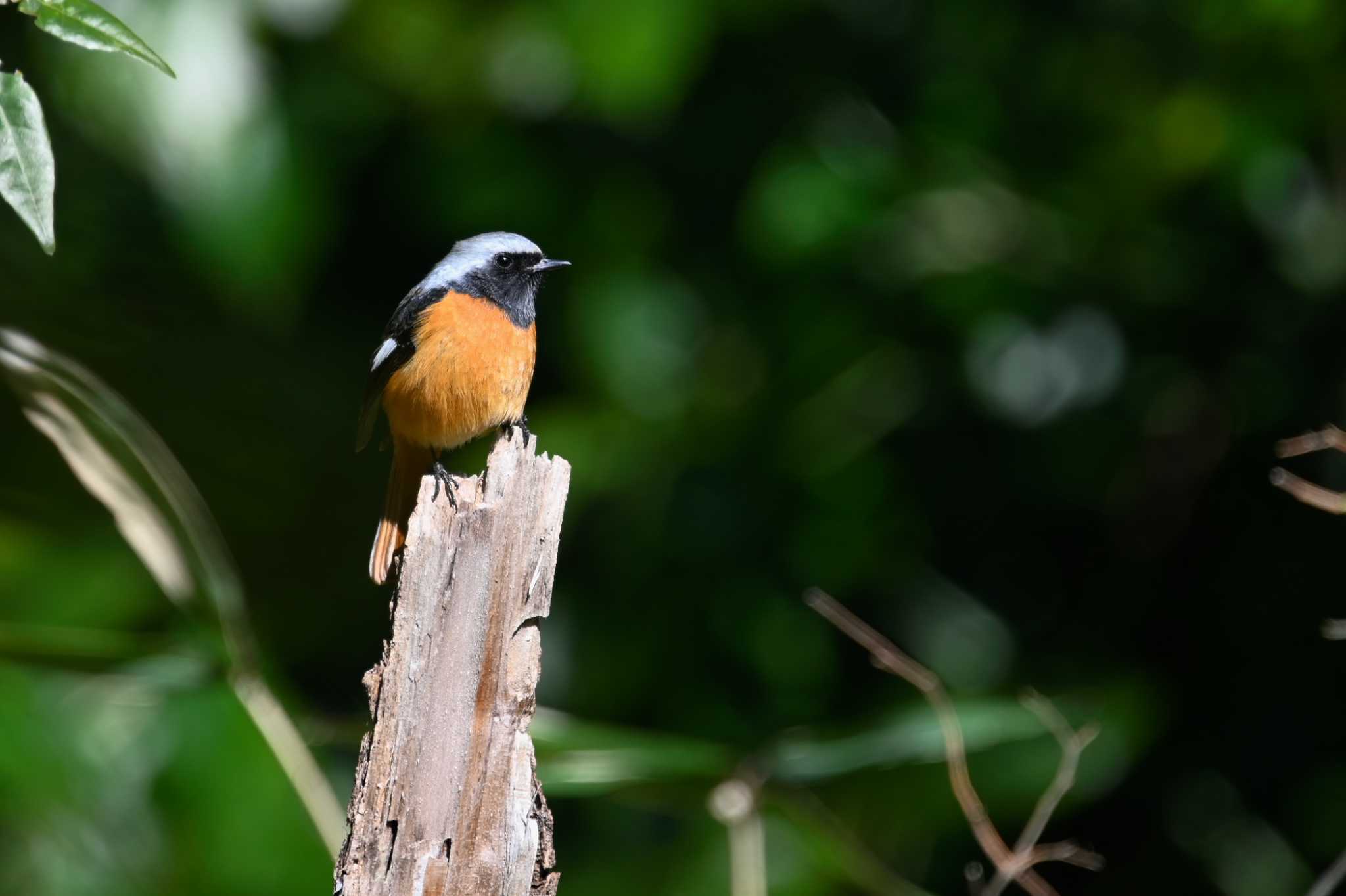 Photo of Daurian Redstart at  by y-kuni