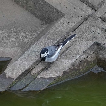 White Wagtail 轡堰 Sun, 12/16/2018