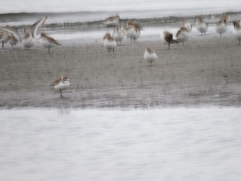 Kentish Plover Sambanze Tideland Sun, 2/4/2024