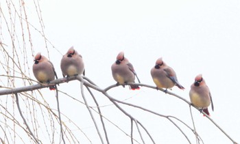 Japanese Waxwing Unknown Spots Sat, 2/17/2024