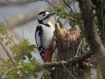 2024年3月24日(日) 渡良瀬遊水地の野鳥観察記録