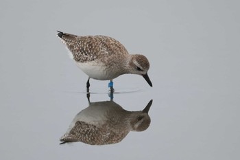 Grey Plover Sambanze Tideland Sun, 3/24/2024