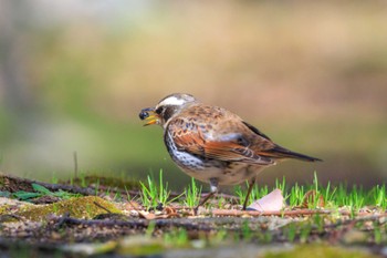 Dusky Thrush 石ケ谷公園 Sat, 2/24/2024