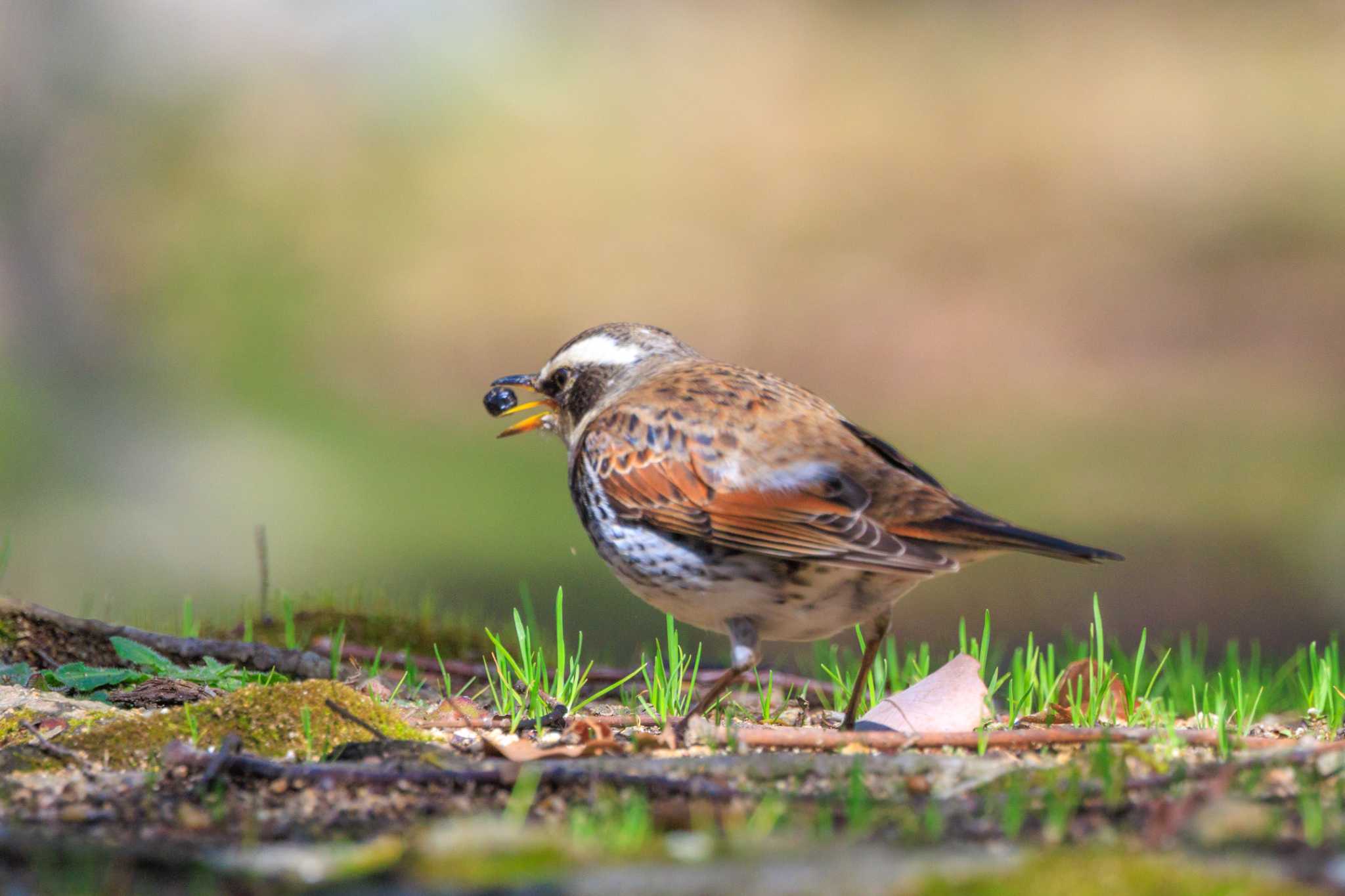 Photo of Dusky Thrush at 石ケ谷公園 by ときのたまお