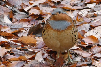 Chinese Bamboo Partridge 寺家ふるさと村 Wed, 12/14/2022