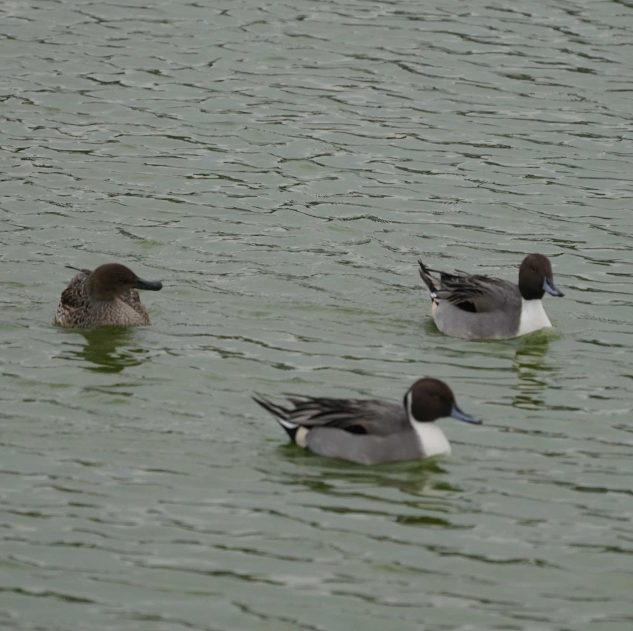 Photo of Northern Pintail at 轡堰 by misa X