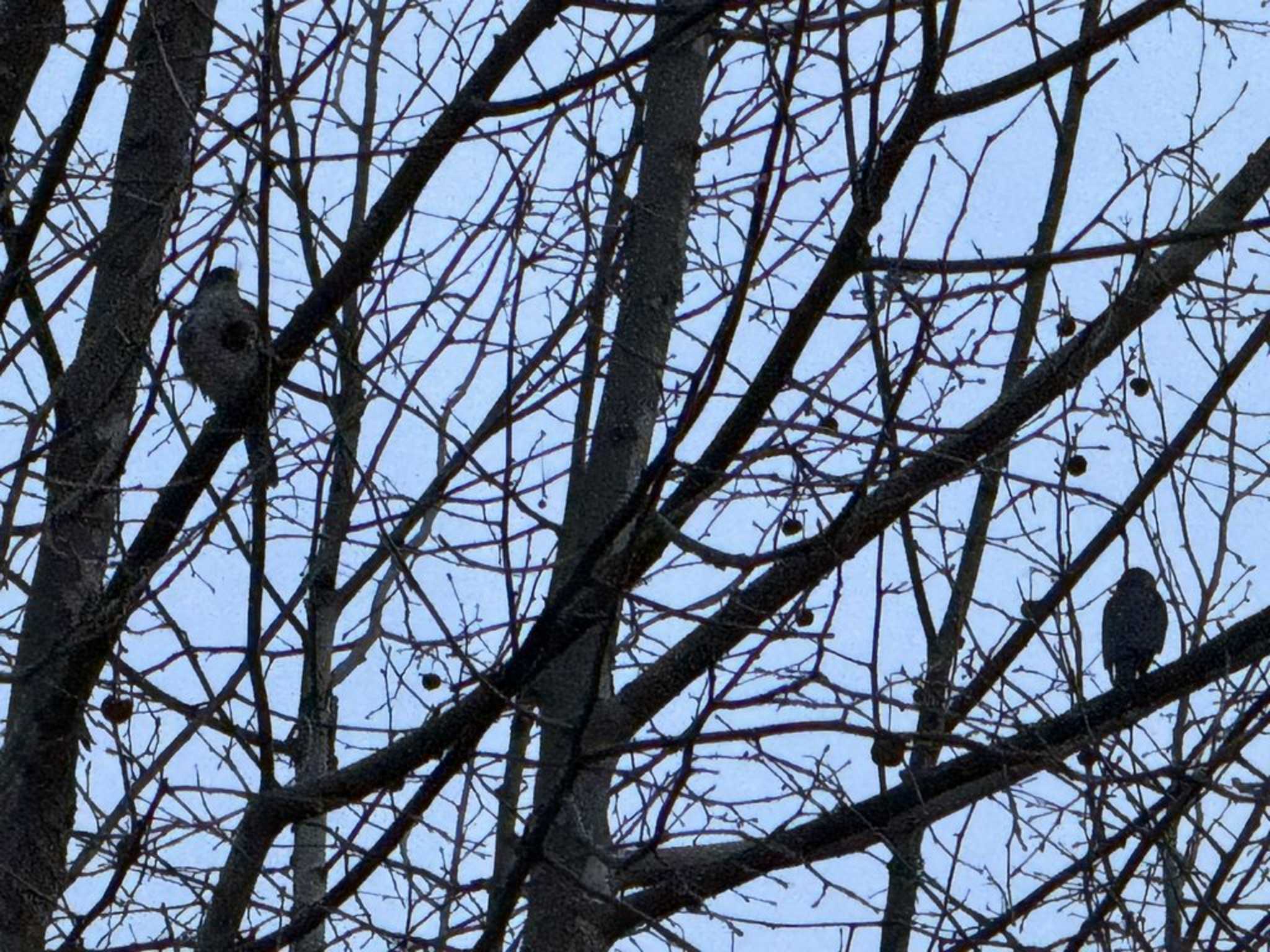 Japanese Sparrowhawk