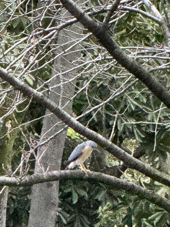 2024年3月26日(火) MFχ(23区西部)の野鳥観察記録