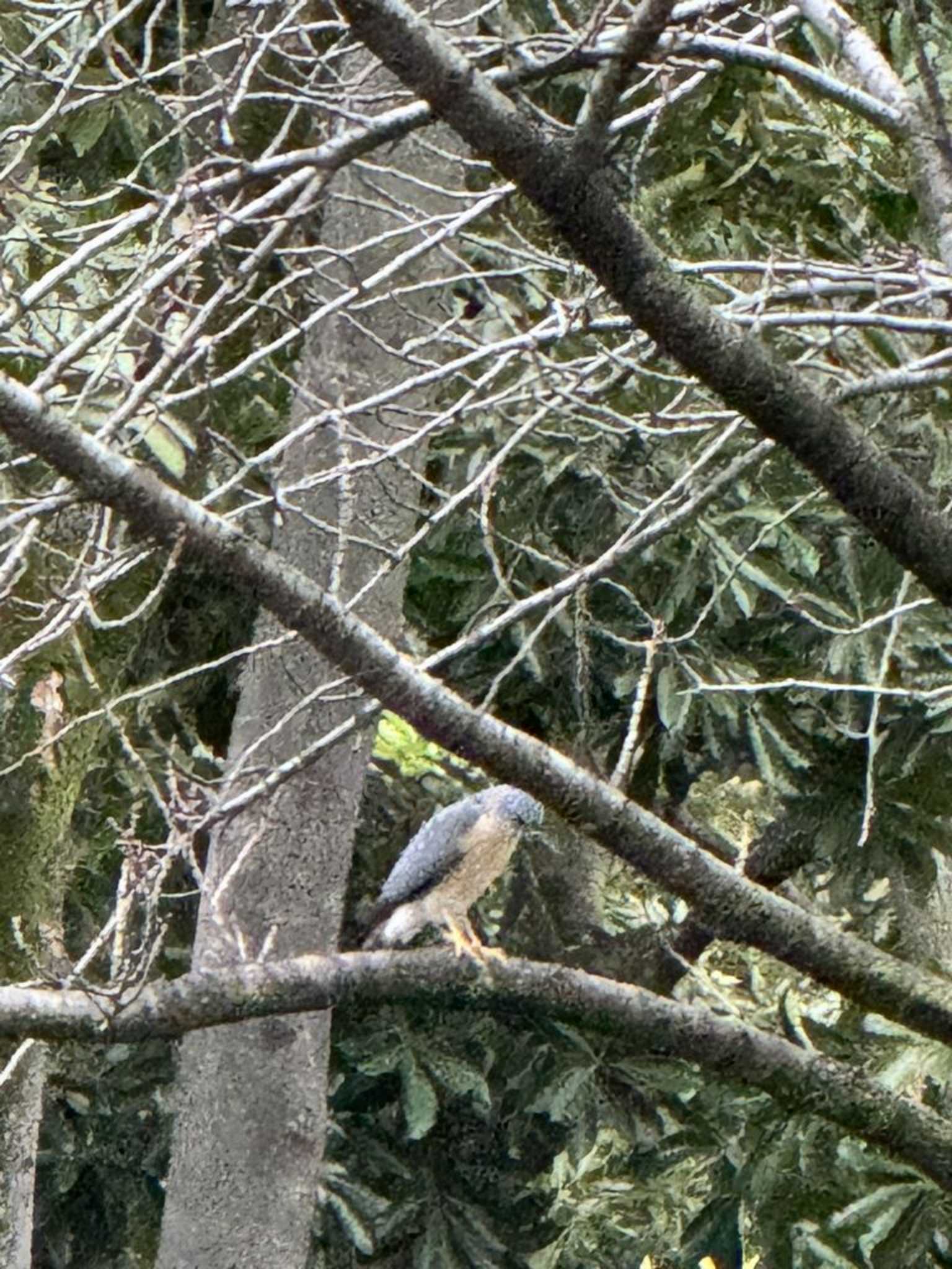 珍しく低い所に降りてきたオス