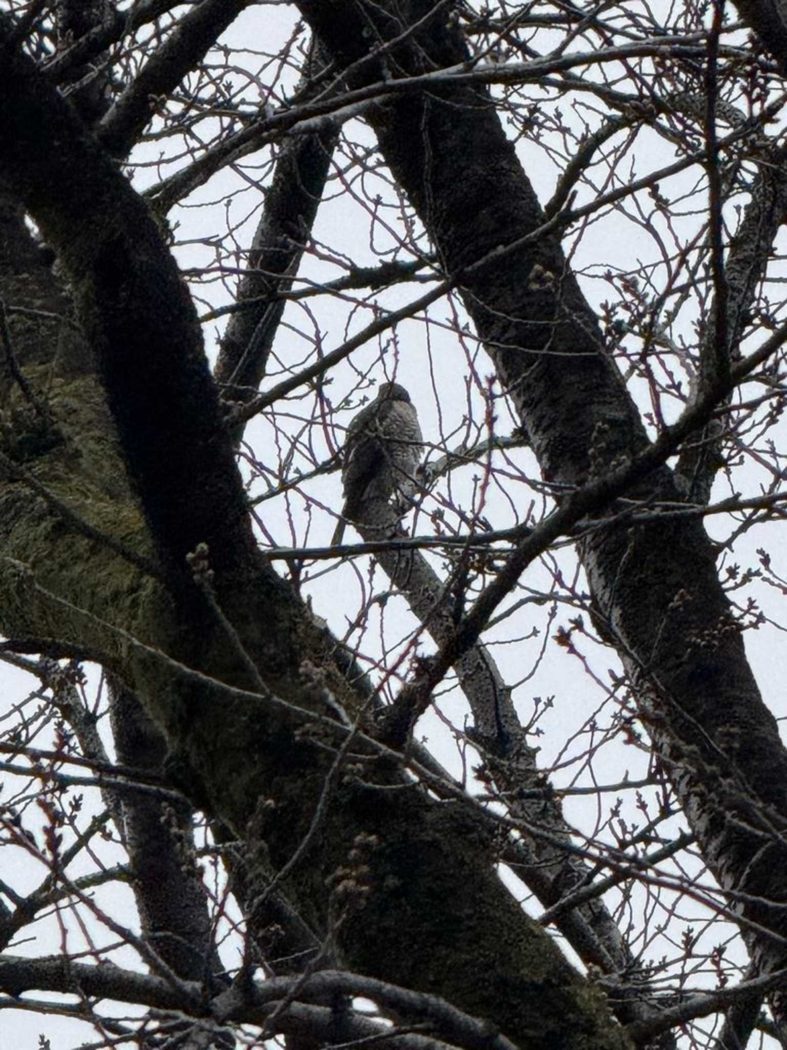 Japanese Sparrowhawk