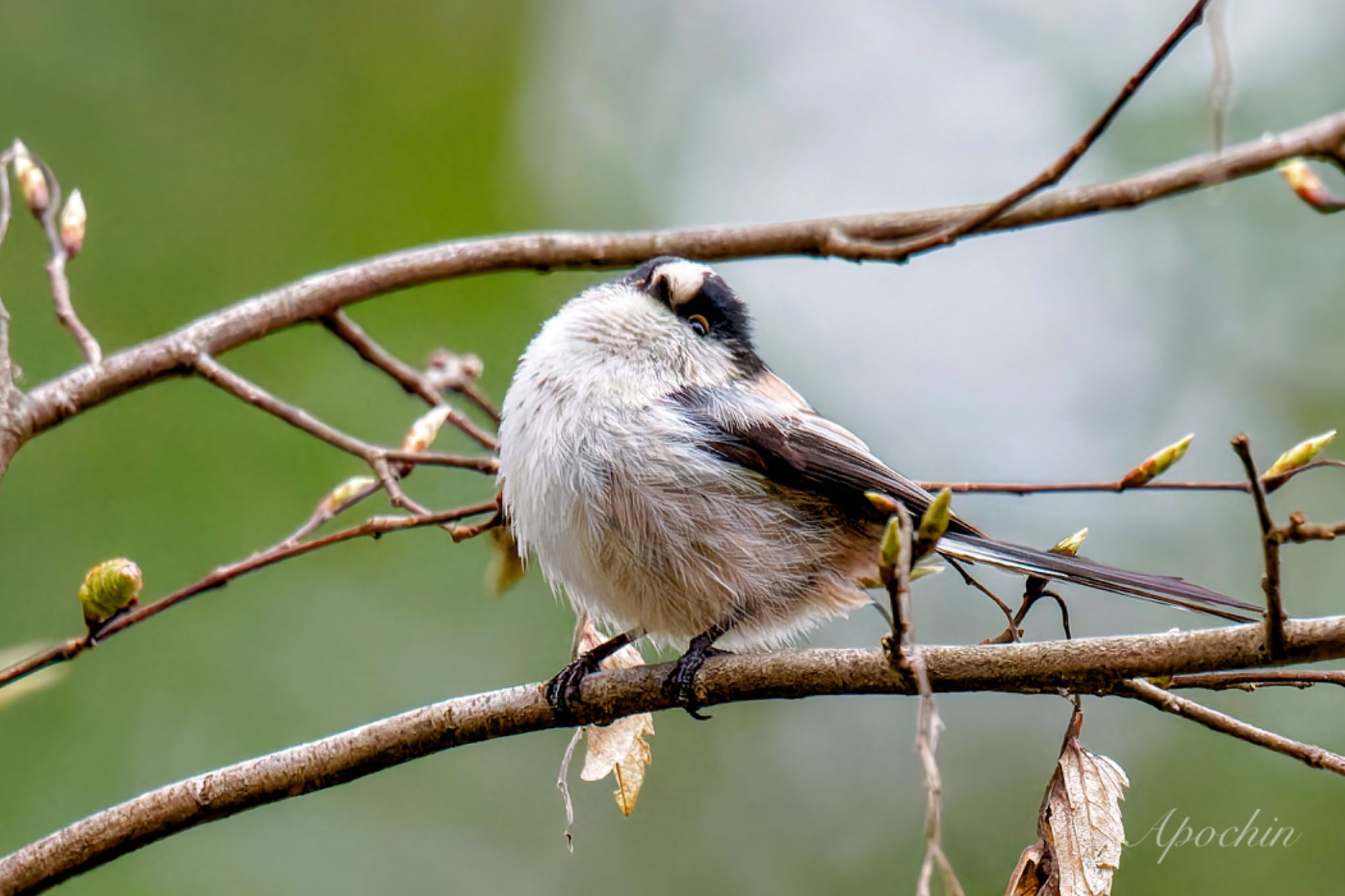 Long-tailed Tit