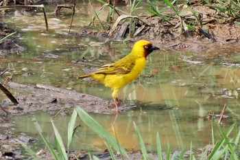 Northern Brown-throated Weaver