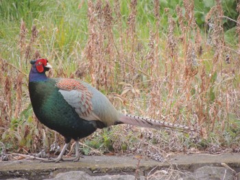 Green Pheasant 宇都宮市 Mon, 3/25/2024